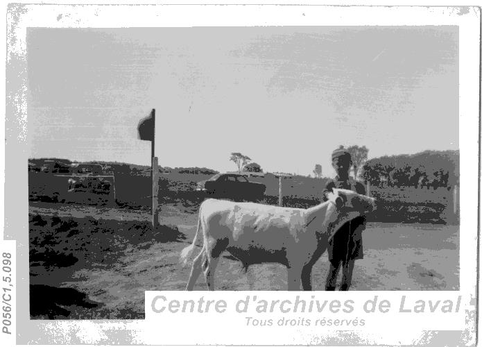 Un jeune garon pose avec un veau.