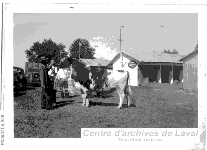 Trois hommes examinent un jeune taureau.