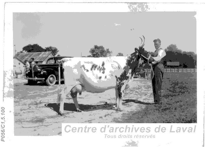 Homme examinant une vache.