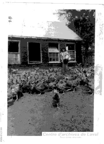 Femme nourissant des poules.