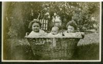 Trois bambins dans un panier.