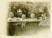 Trois bambins dans un panier.